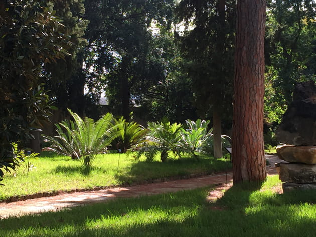 Une ribambelle de cycas