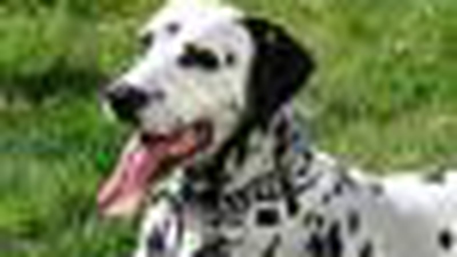Dalmatien