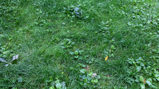 Pour des pelouses et massifs sans mauvaises herbes, voici ce que vous devez faire maintenant