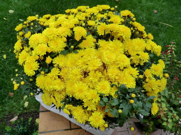 Chrysanthèmes jaune poussin