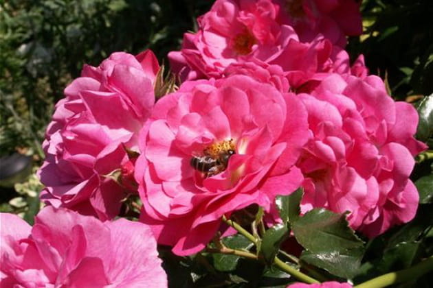 L'éclatante rose "Emera"