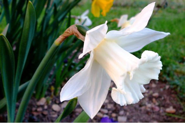 Gros plan sur une jonquille