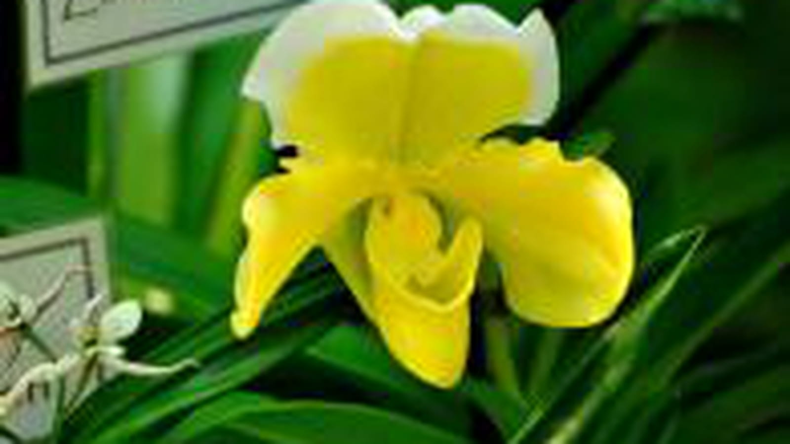Paphiopedilum Elfstone x Stone Lovely