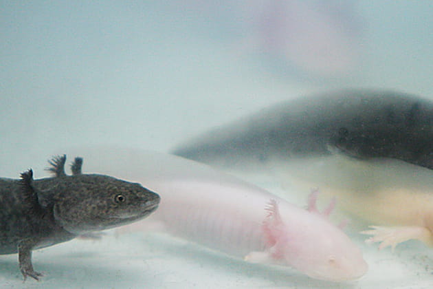 Le destin fabuleux de l'axolotl