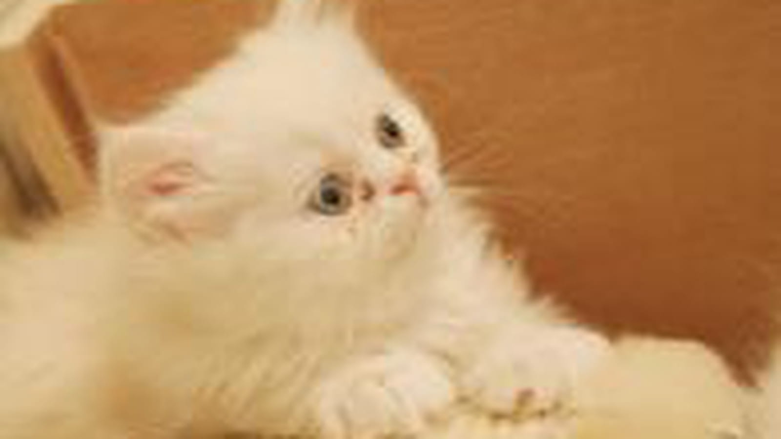 Je sors mes griffes