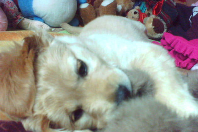 Op&eacute;ration s&eacute;duction r&eacute;ussie