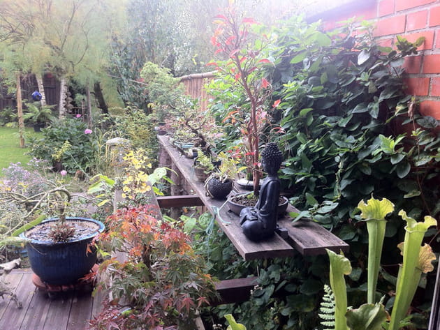 Petits bonsaïs et statue de Bouddha