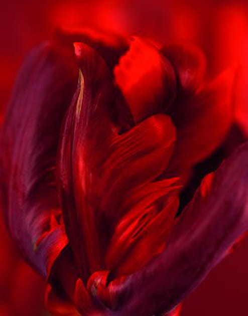 La tulipe Perroquet 'Rococo'