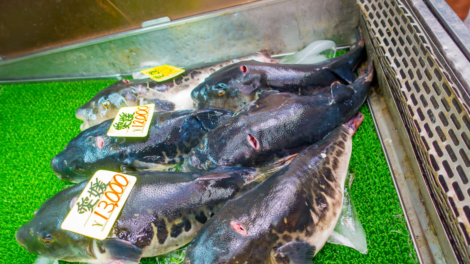 Le fugu ou poisson-globe
