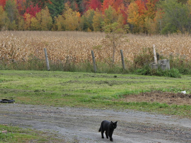Bel apr&egrave;s-midi dans la campagne qu&eacute;b&eacute;coise