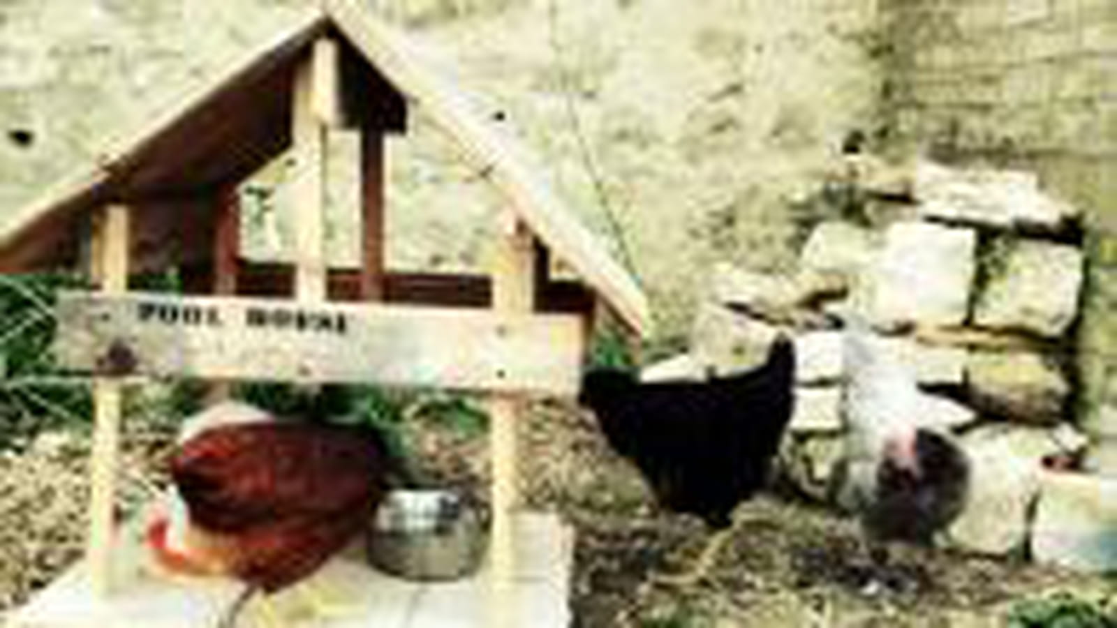 Poules