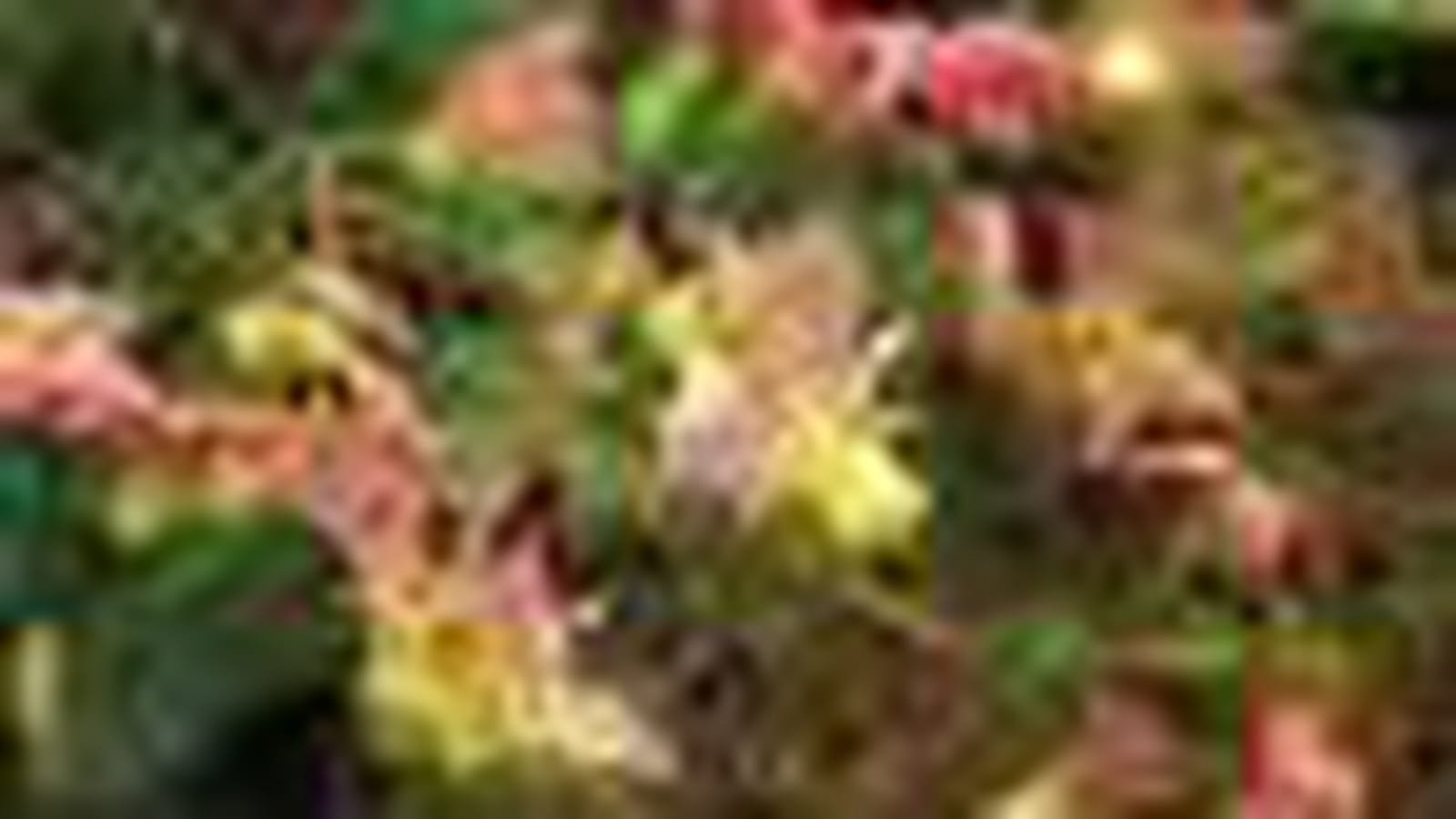 Epimedium versicolor 'Cupreum'