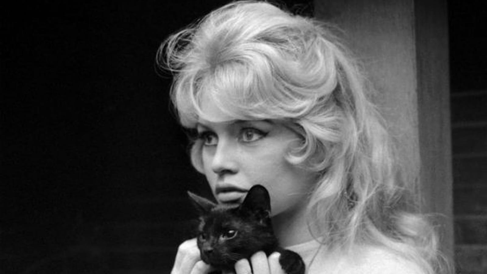 Oeil de chat