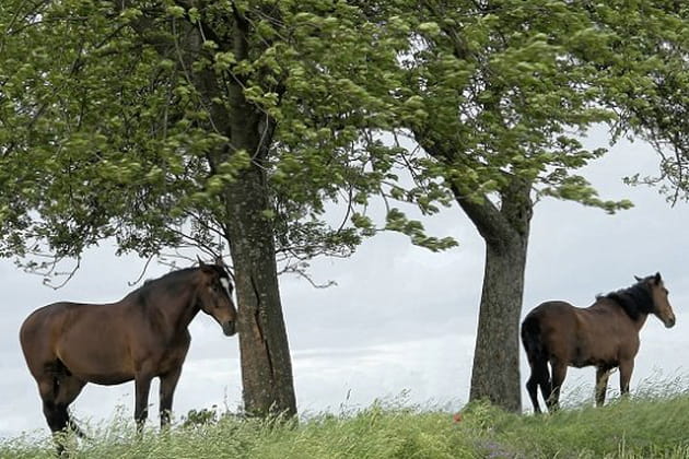 A l'ombre des arbres