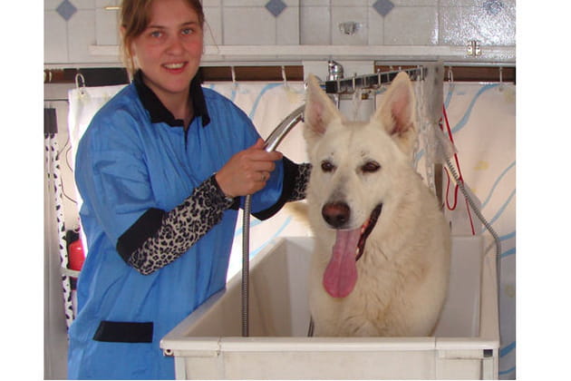 Les grands chiens aussi ont le droit &agrave; un soin beaut&eacute;