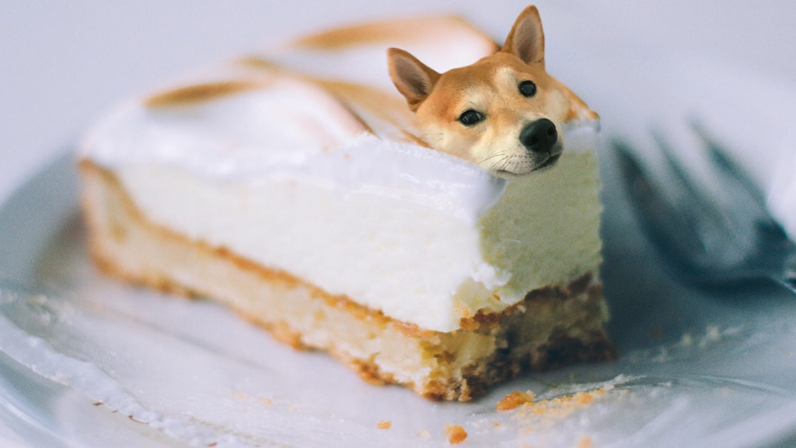 Shiba entarté