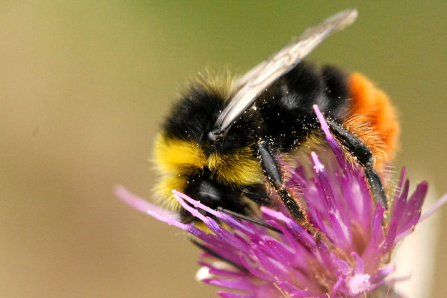 Pesticides chez les particuliers : un impact à grande échelle en France