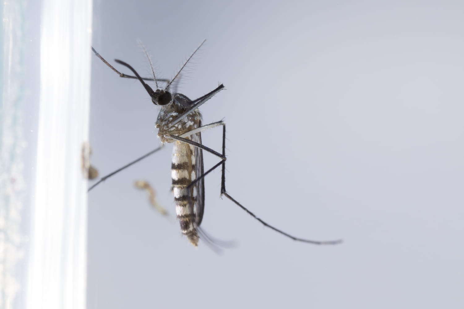 These 2 errors attract mosquitoes every night without being aware of it