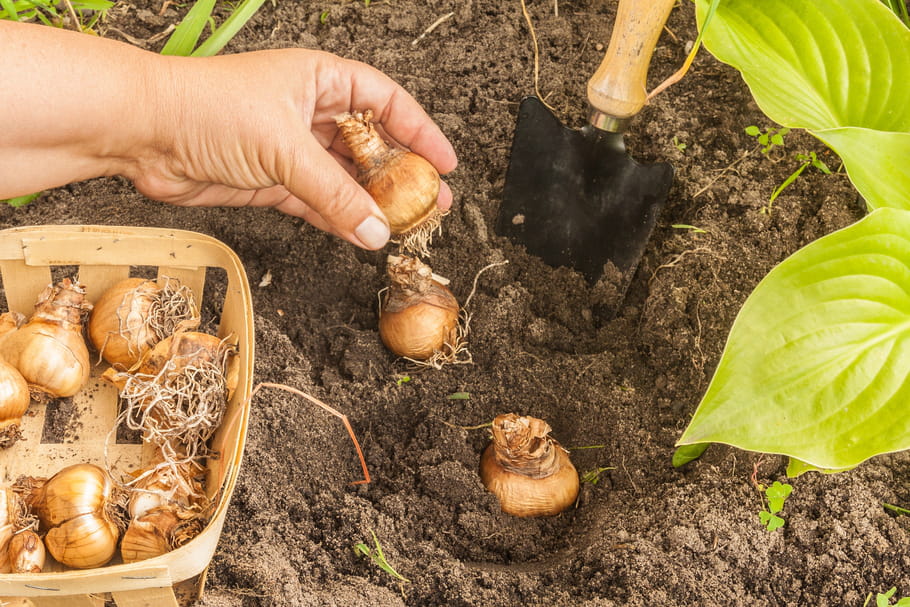 Plantation en octobre