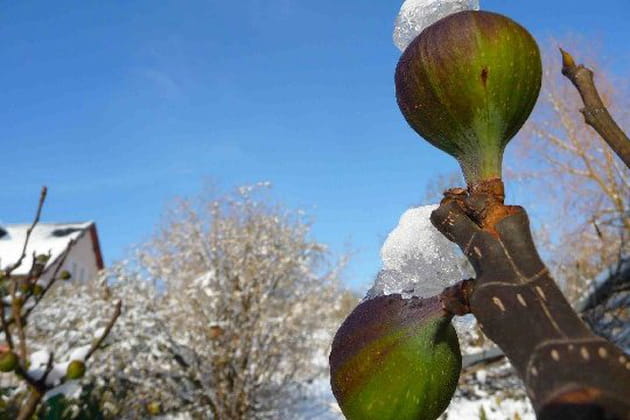 Des figues sous la neige