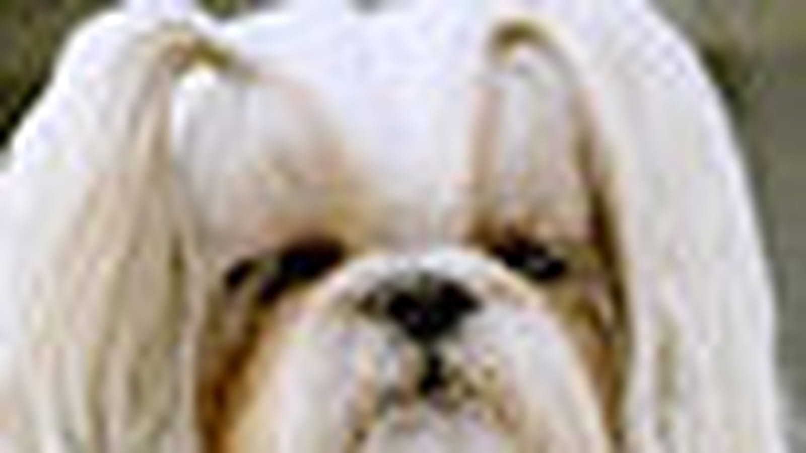 Shih tzu