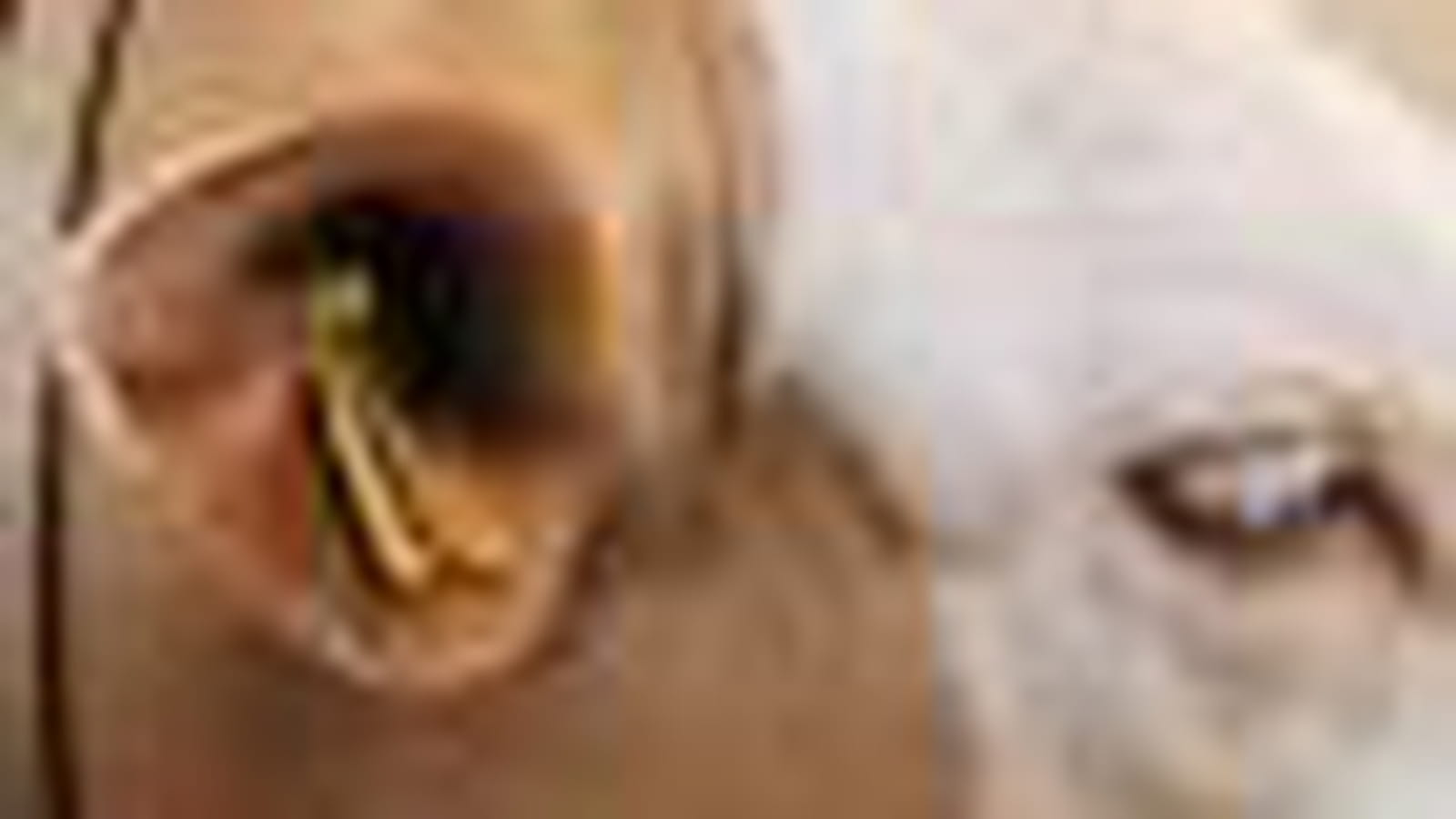 Vaches Simmental