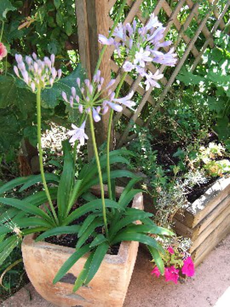 Des agapanthes en pot