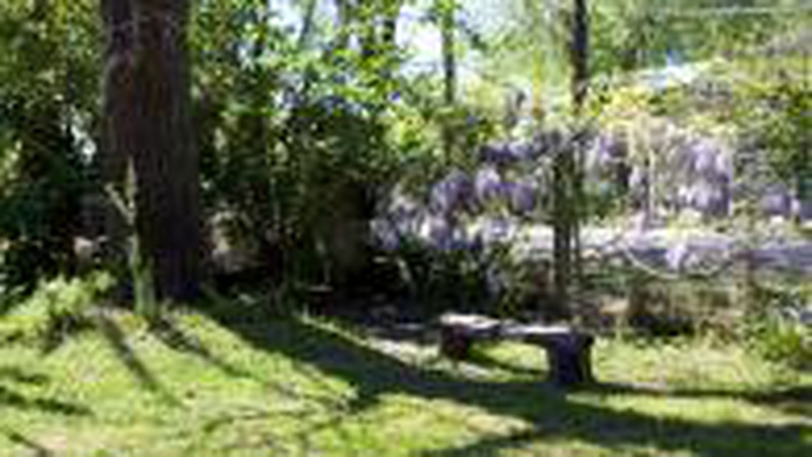 Glycine