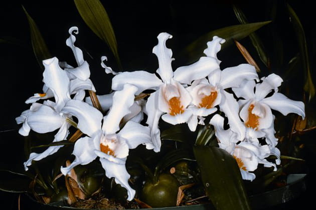 Coelogyne cristata en fleurs