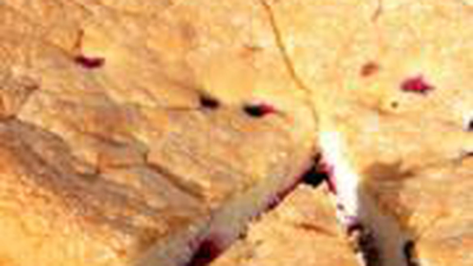 Gâteau citron et fruits rouges