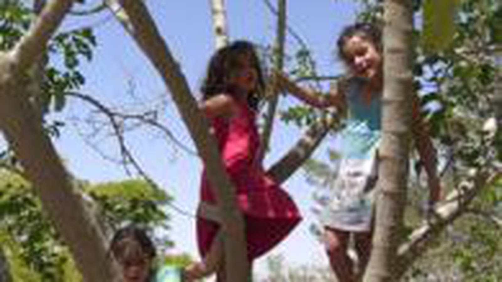 De belles lianes dans les arbres