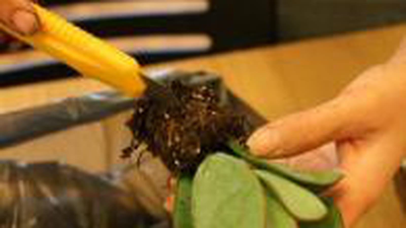 Egrener la terre des plantes
