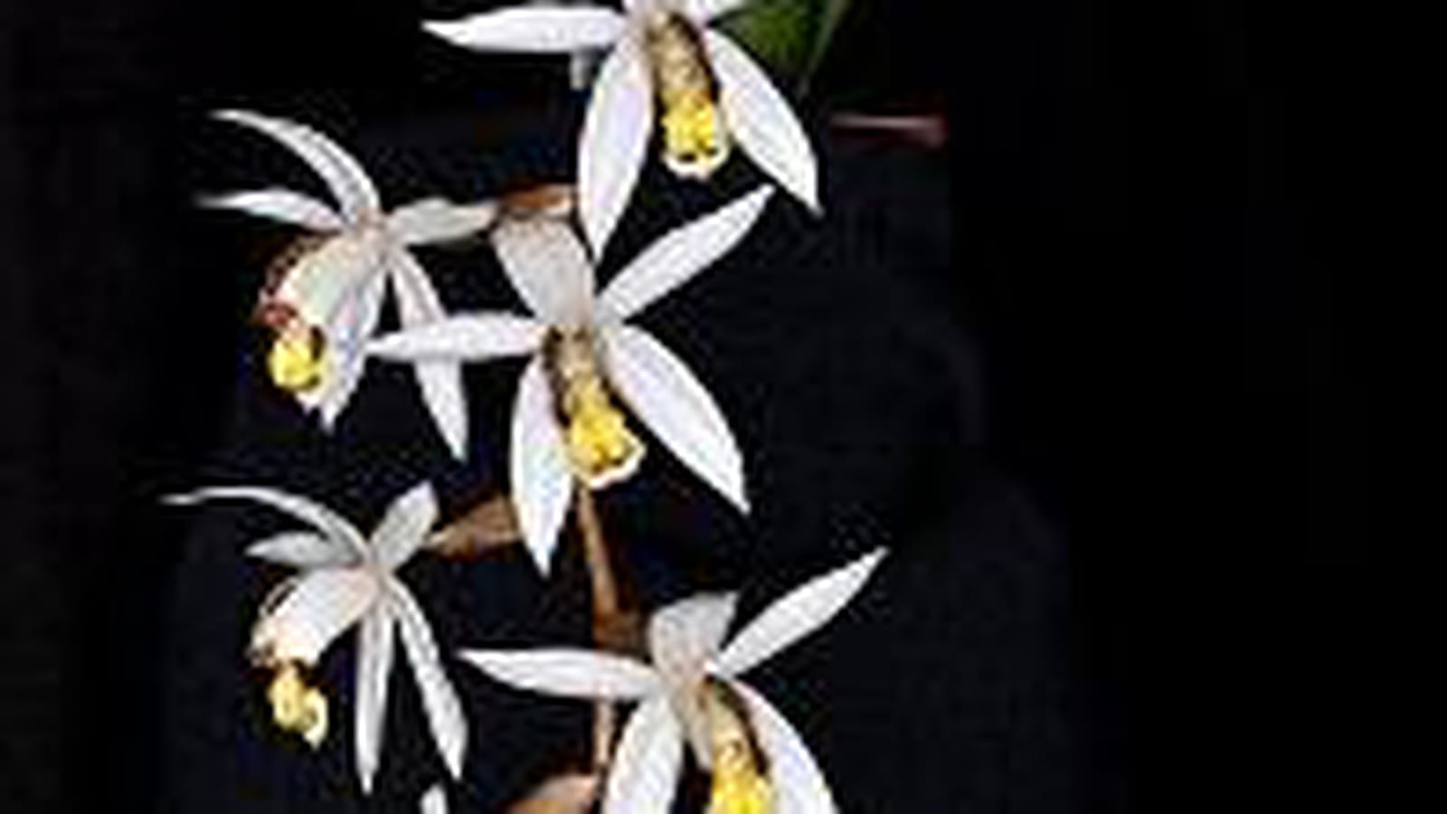 Coelogyne kaliana