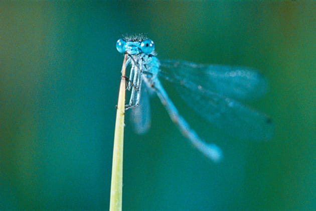 La demoiselle prend la pause