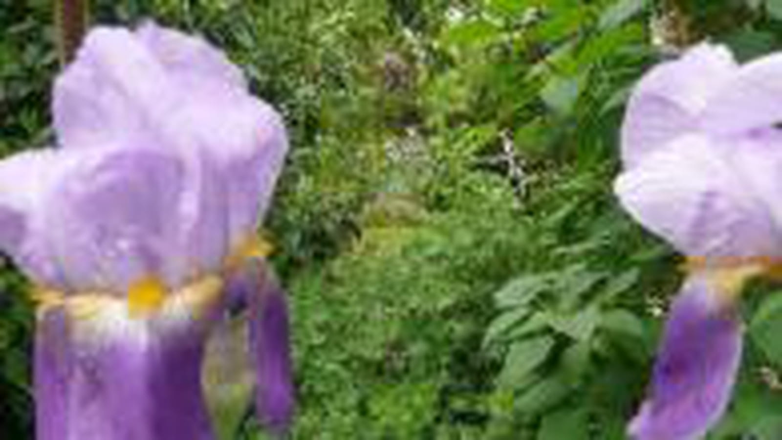 Iris