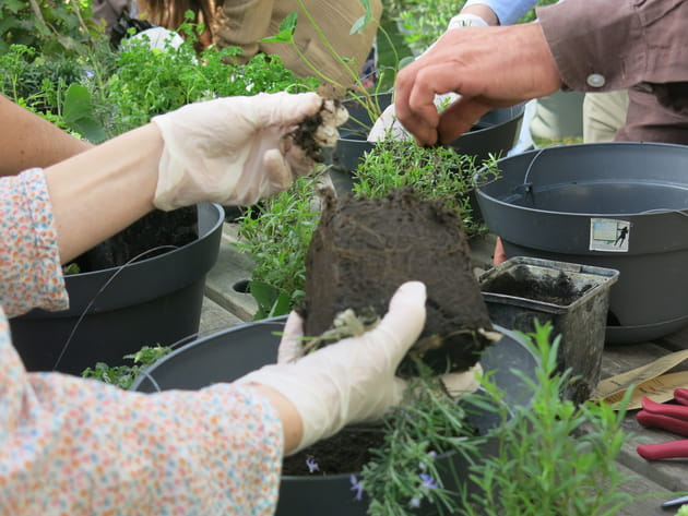 Etape 3 : tailler les mottes