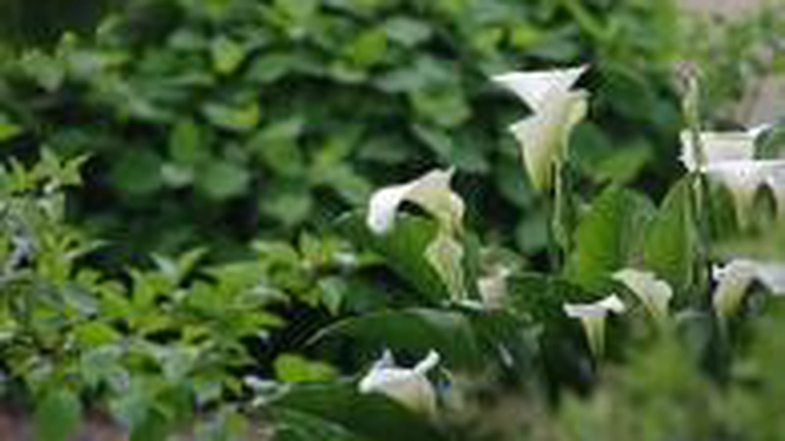 Arum d'Ethiopie