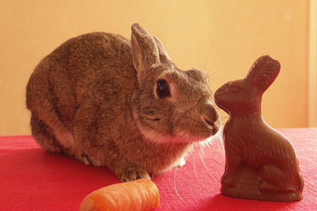La curiosité de Bunny
