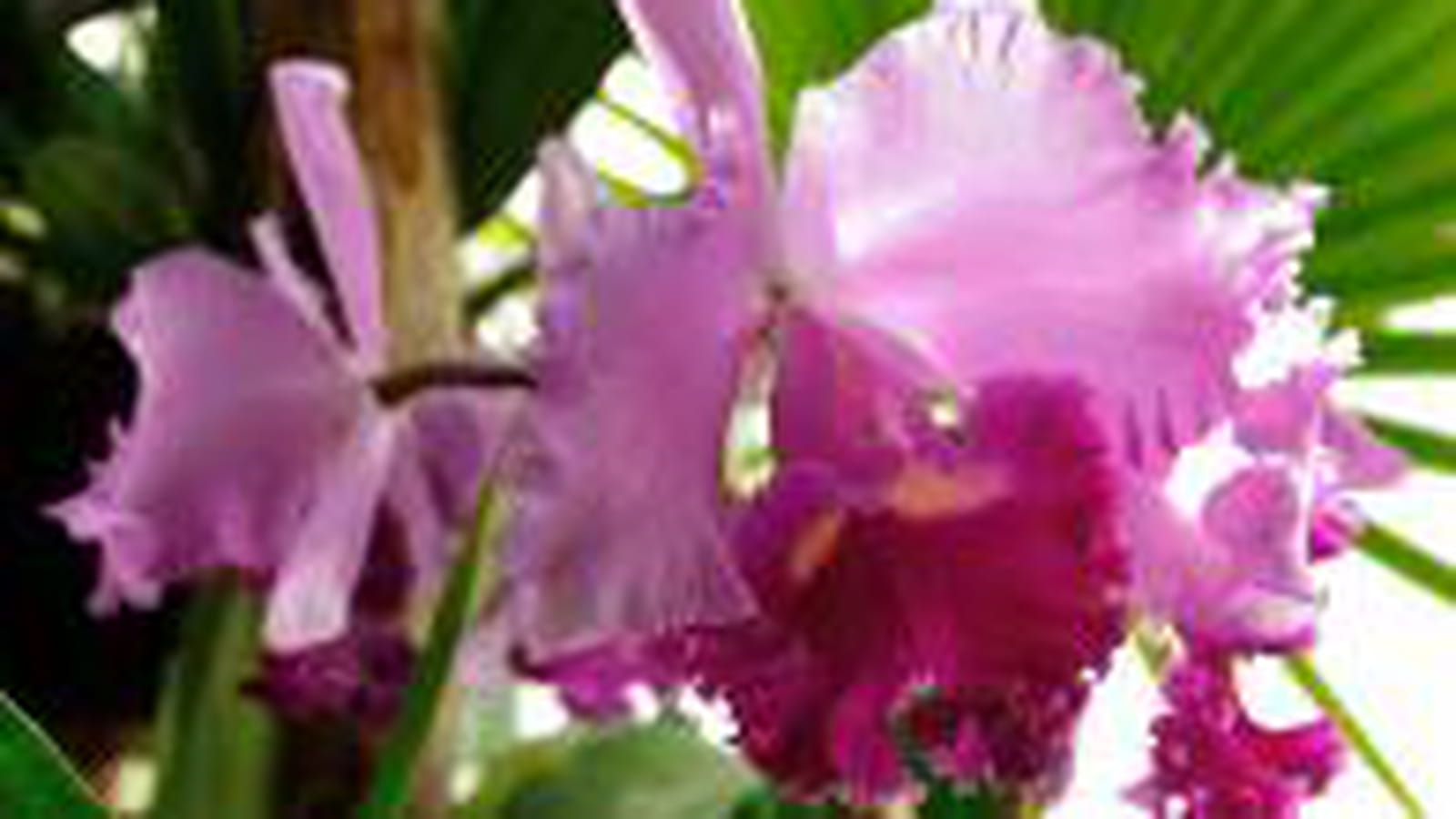 Cattleya