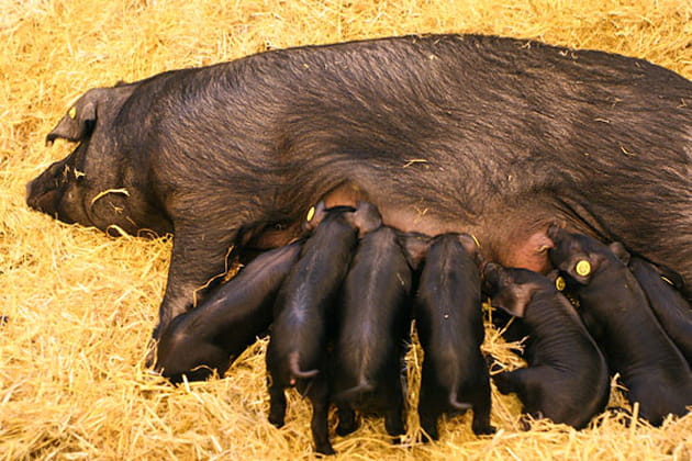 Les... sept petits cochons