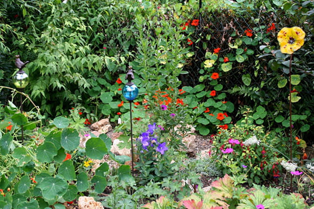 Une fleur parmi les fleurs