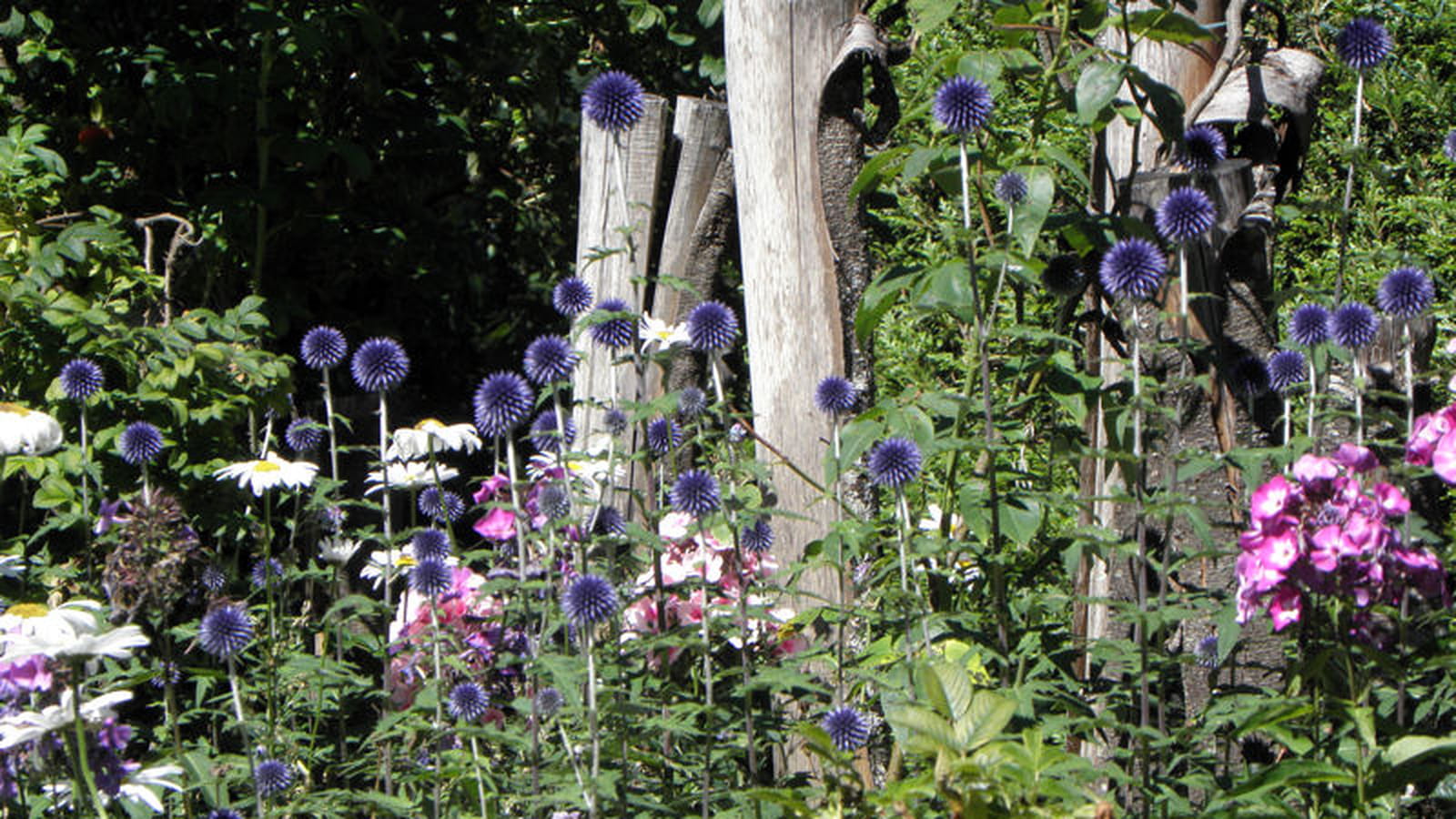 Chardons bleus