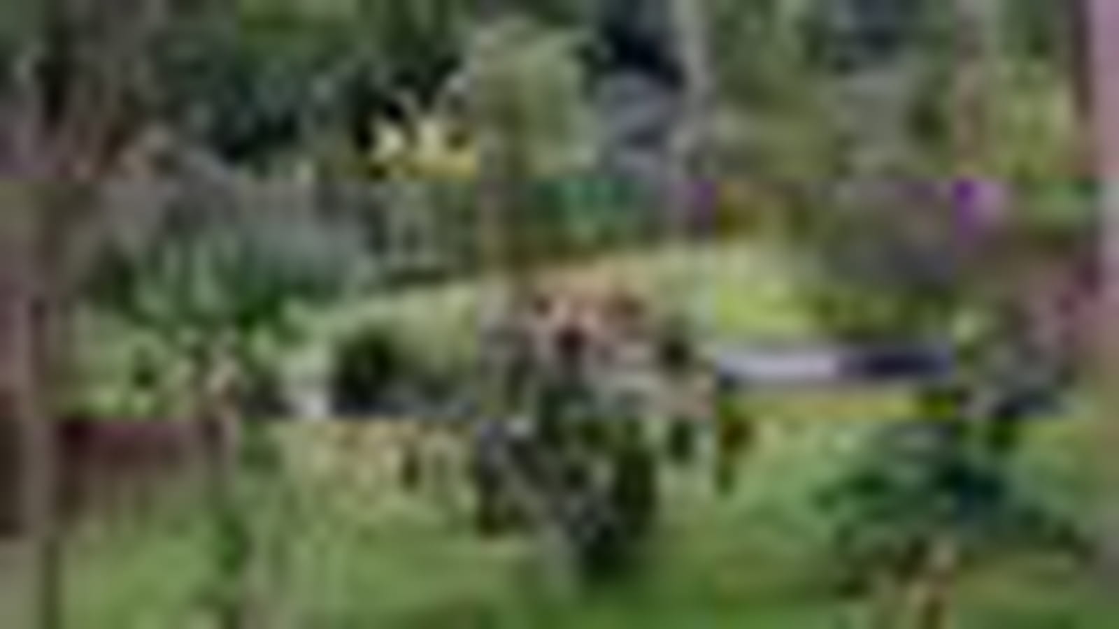Jardin des mélanges