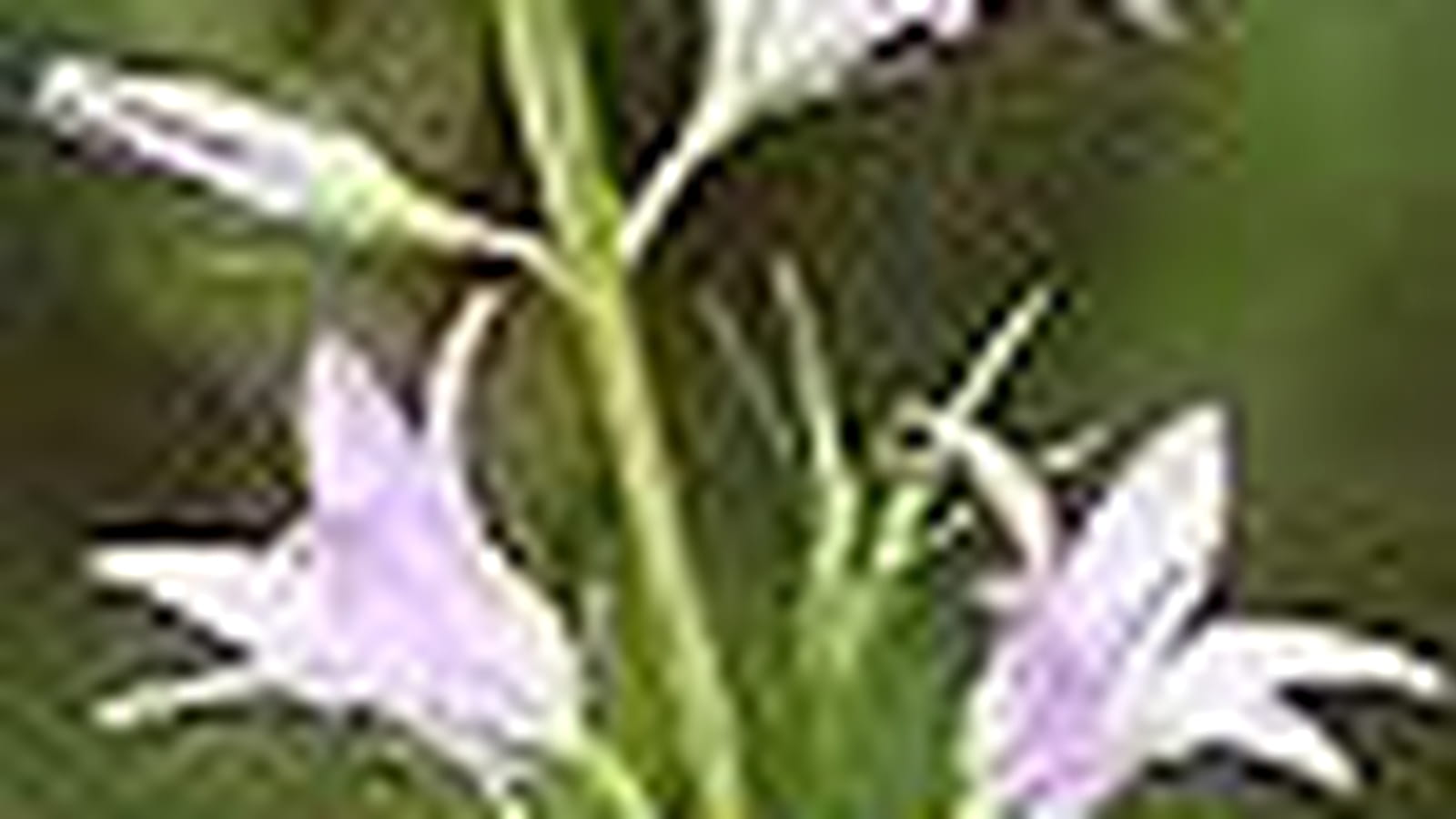 Campanule raiponce