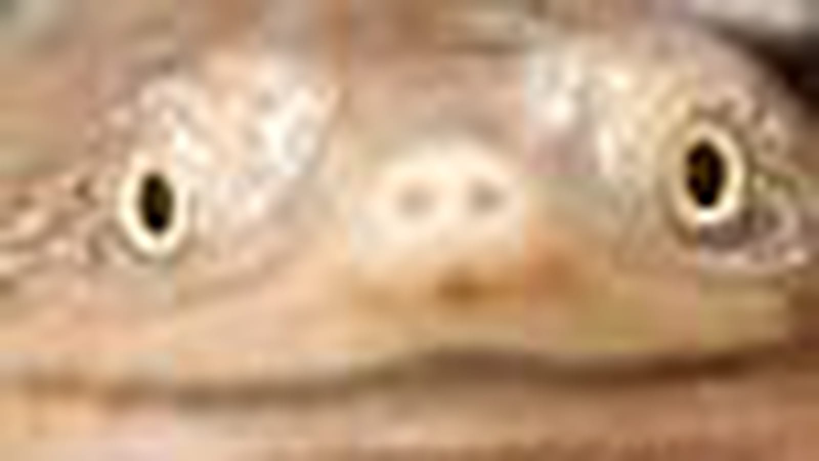 Yeux