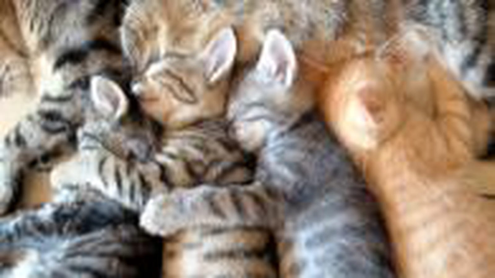 En famille