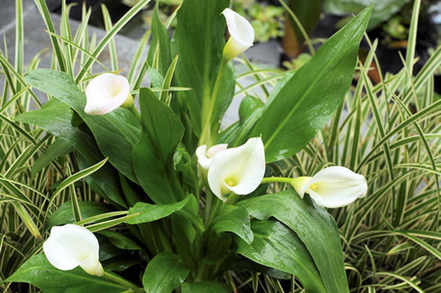 L'arum d'Ethiopie pour le blanc