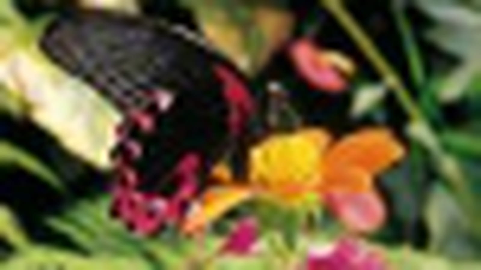 La serre aux papillons exotiques