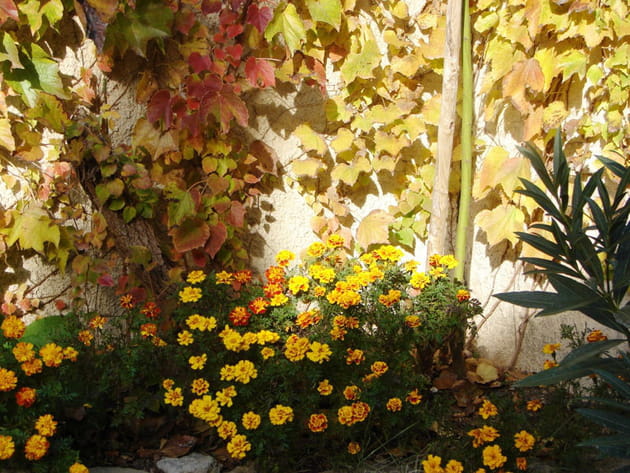 Les fleurs du jardin