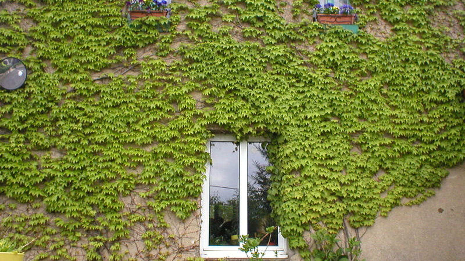 Vigne vierge